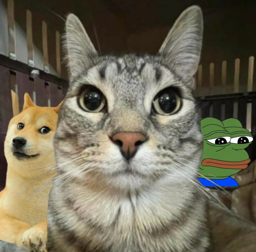 Zazu beside doge and pepe