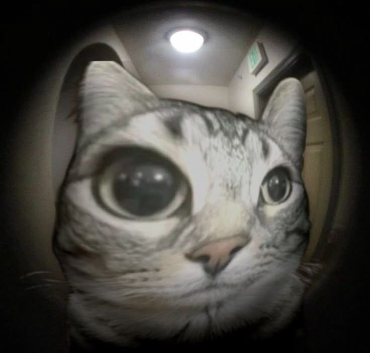 Zazu through a peephole