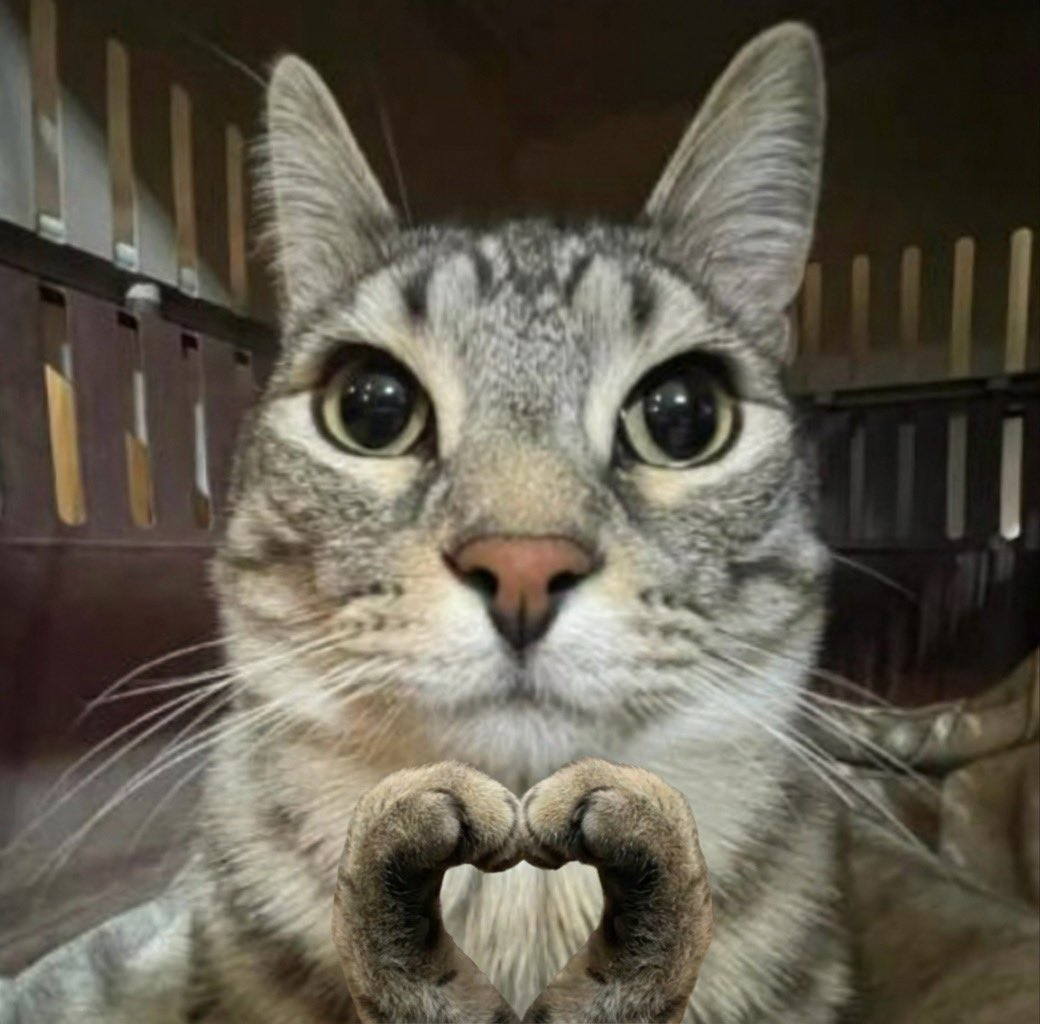 Zazu making a heart with his paws