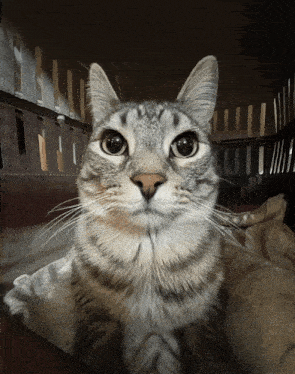 Zazu staring, animated