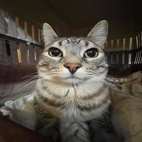 Zazu, mid stare, in his carrier